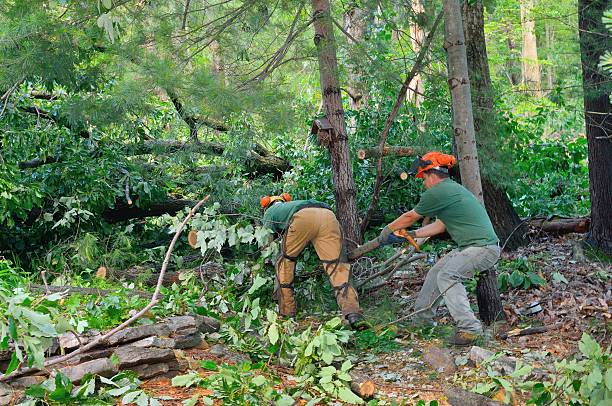 Best Tree Mulching  in Warsaw, IN